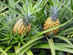 Brasil ganha zoneamento climático do abacaxi para todos os municípios