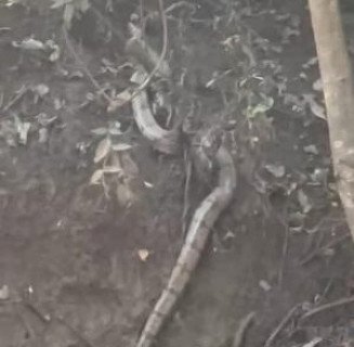 Polícia Ambiental captura jiboia em residência no Parque das Nações II