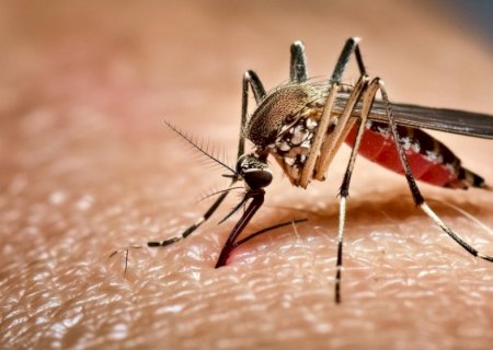 Saúde registra 12,8 mil casos prováveis e 5,1 mil confirmações de dengue em MS no ano