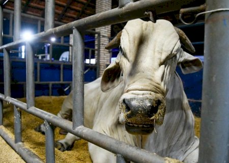 MS recebe status de área livre de aftosa, apto para ampliar mercados da carne