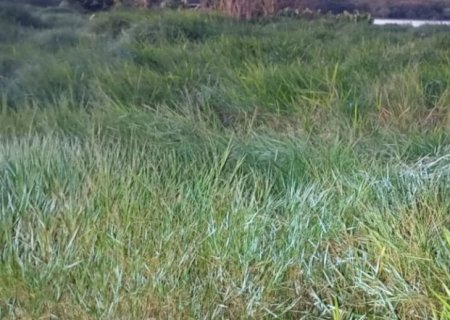 Primeira onda de frio do inverno leva geada a 18 municípios de MS