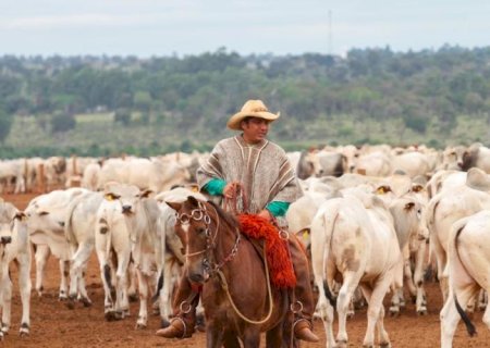 Frio intenso e geadas em MS podem causar prejuízos na agricultura e pecuária