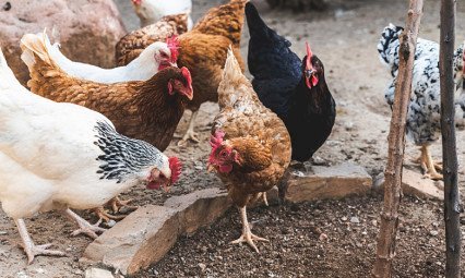 Agraer, Embrapa e Iagro reforçam prevenção à gripe aviária com foco na agricultura familiar