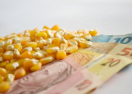 Preços do milho continuarão despencando nesta semana?