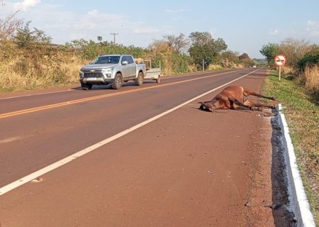 Cavalo é encontrado morto após ser atropelado por carreta em Dourados