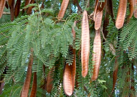 Município prepara lei para erradicar árvore invasora que prejudica flora
