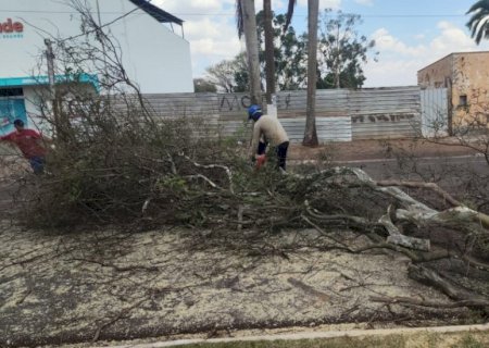 Prefeitura realiza atendimentos por queda de árvores em início de primavera
