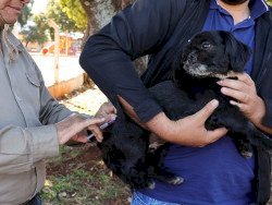 Mobilização continua e vacinação antirrábica acontece em vários bairros