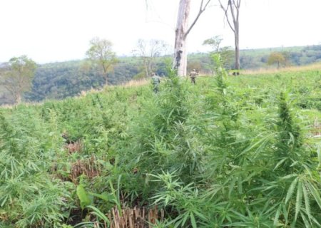 Operação 'Nova Aliança' elimina acampamentos e 100 toneladas de maconha