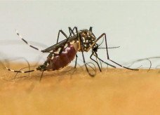 Infecções por Aedes aegypti elevam risco de complicações no parto