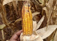 Deodápolis e Naviraí são incluídas em portaria para renegociação de dívidas