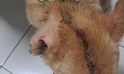Pedreiro é preso em flagrante após agredir cachorro golpes de enxada em Dourados