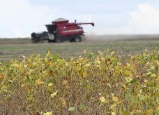 Plantio da maior safra de soja de MS tem expectativa de colher 15 milhões de toneladas