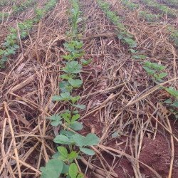 Soja: Pelo menos 16% da área foi plantada em Mato Grosso do Sul