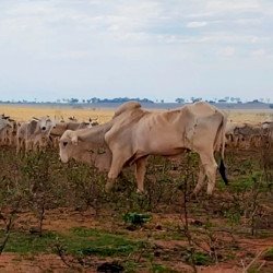 Inquérito investiga maus-tratos a bois que estão morrendo de fome em fazenda de MS