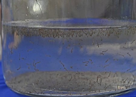 Em novo boletim epidemiológico, MS confirma 8,3 mil casos de dengue