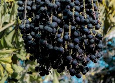 Mapa publica preços mínimos para os produtos extrativos da safra 2026