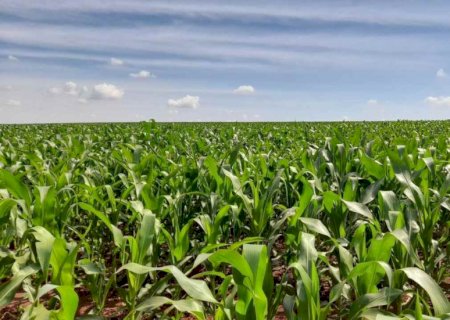 Fundect-MS recebe R$ 7,1 milhões para pesquisas voltadas à produção de soja e milho