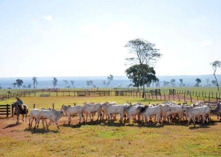 Ciclo pecuário entra em fase de transição e exige decisões estratégicas do produtor