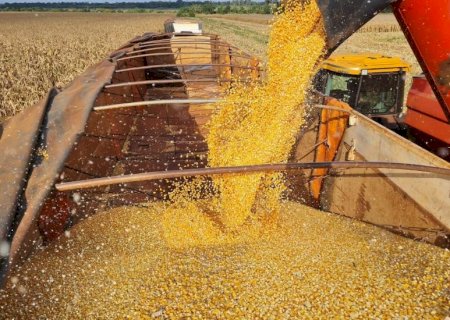 Exportação de DDG à China pode impactar mercado interno de MS; entenda