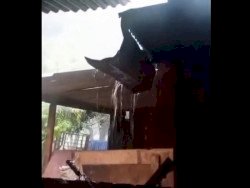 Árvores caem e abrigo de ovelhas é destelhado durante forte temporal em distrito