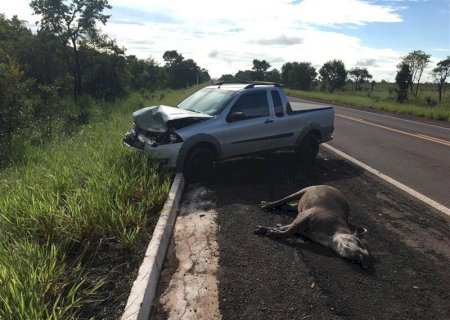 Ferramenta para reduzir atropelamentos de animais será lançada na COP15