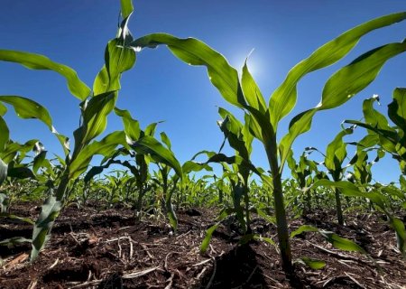 Preços elevados dos fertilizantes podem pressionar custo da próxima safra em MS