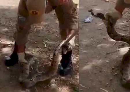 Jiboia aparece próxima a posto de saúde e causa pânico em moradores de Corumbá (vídeo)