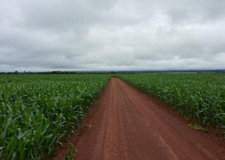 Colheita da soja se aproxima do fim e plantio do milho alcança 99,5% da área estimada