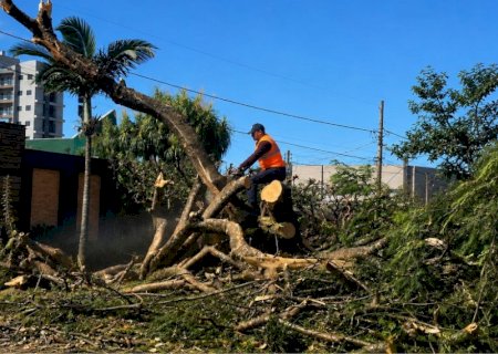Prefeitura atua com rapidez após fortes chuvas e realiza remoção de árvores