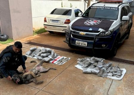 Cães farejadores encontram drogas em ônibus durante abordagem em frente à prefeitura