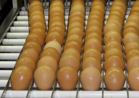 Consumo de ovos deve crescer 6% no Brasil e chegar a 307 por pessoa em 2026