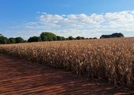 Lavouras mantém bom potencial produtivo e colheita da 2ª safra alcança 2,8% da área
