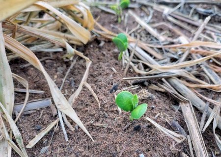 Previsão indica mais chuva, mas calor preocupa para o início da safra de soja em MS