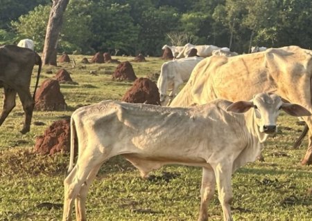 MPMS apura maus-tratos após polícia flagrar bovinos em situação de extrema magreza em fazenda