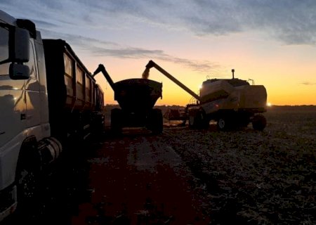 Colheita do milho avança e chega a 63,9% da área monitorada em MS