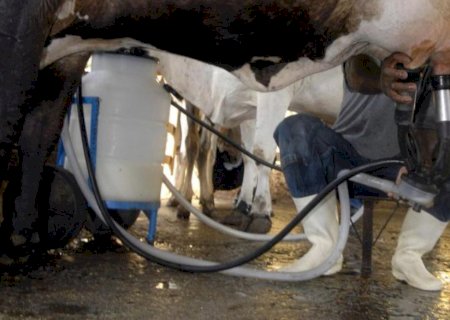 Produção de leite bate recorde mesmo com redução de vacas ordenhadas