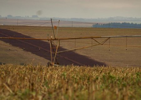 Colheita do milho 2ª safra chega a 94,9% da área acompanhada em MS