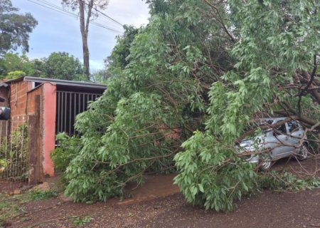 Temporal com vento de 81 km/h derruba árvore sobre veículo em Dourados