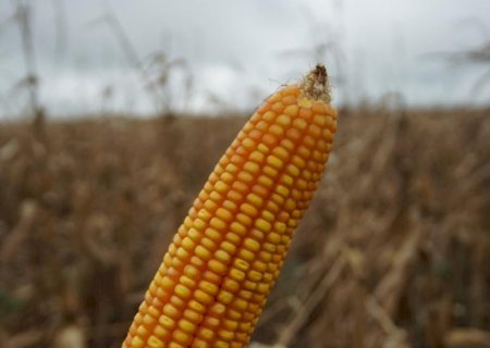 Colheita do milho é concluída nas regiões Norte e Centro de Mato Grosso do Sul