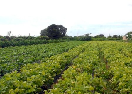 Segurança alimentar e povos indígenas têm R$ 64,3 milhões em crédito