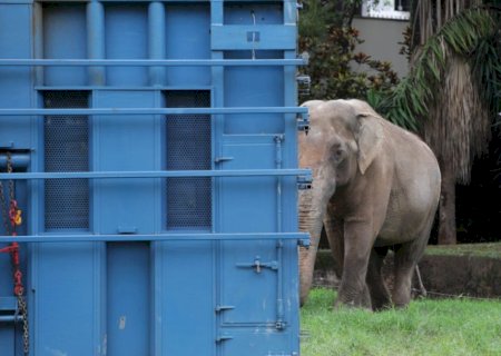PRF de MS apoia transporte do elefante Sandro até santuário em Mato Grosso