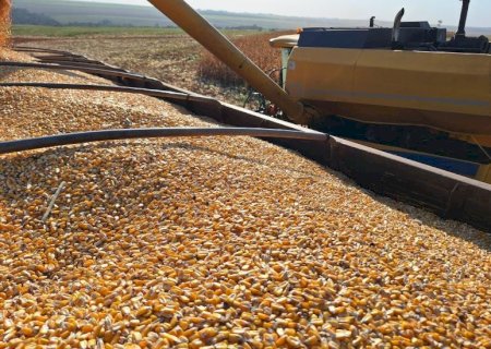 Colheita do milho caminha para a reta final e produtores preparam o terreno para a soja