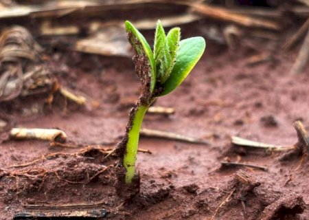 Plantio da soja avança em MS com atenção às condições climáticas