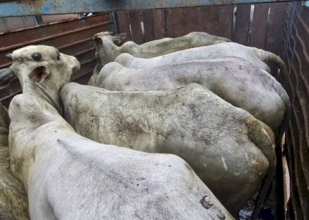 Caminhão e 'batedor' são apreendidos e quatro são presos após furto de gado