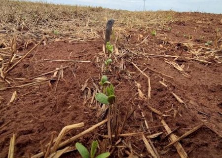 Plantio da soja avança nas regiões Centro e Sul, mas segue lento na região Norte de MS