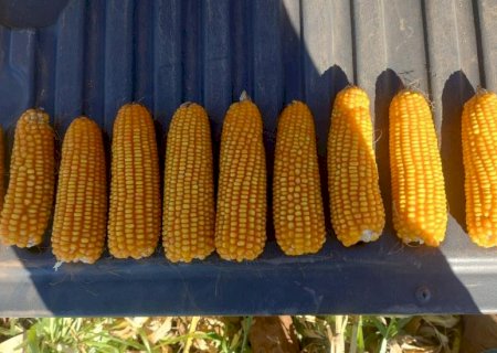 Mato Grosso do Sul produz 16,2 milhões de toneladas de milho na safra 25/26