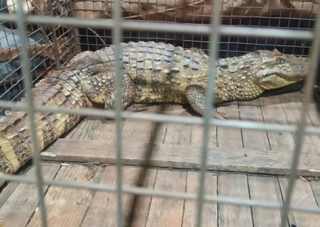 Jacaré é encontrado dentro de indústria em Dourados