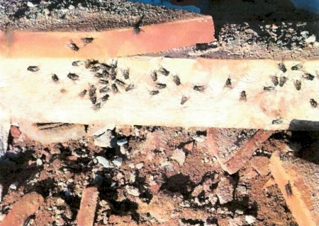 Granja avícola é investiagada após infestação de larvas e moscas em Ivinhema